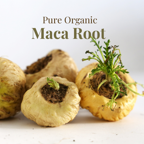 maca_root
